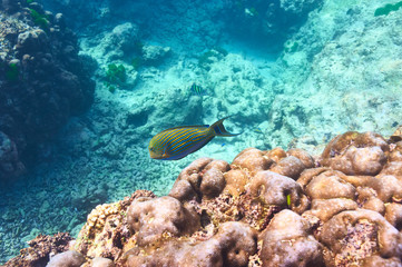 Coral reef and fish
