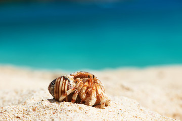 Hermit crab at beach