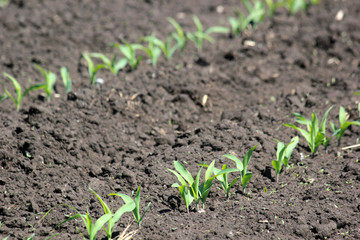 Maize cultivation