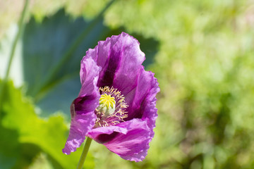 Opium poppy (Papaver somniferum)