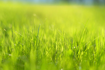 Meadow in sunlight