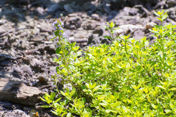 Garden thyme (Thymus vulgaris)