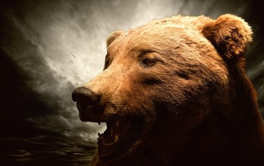 Brown bear against stormy sky