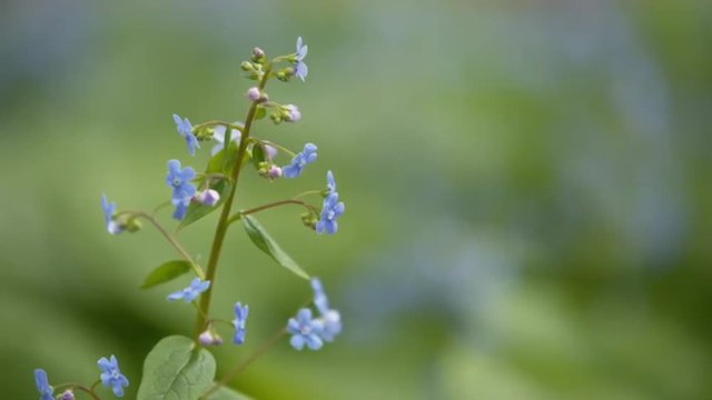 brunerra flowers in bloom close up footage, prores