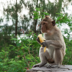 Monkey