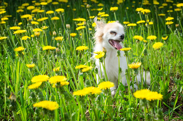 солнечная собака в цветах - obrazy, fototapety, plakaty