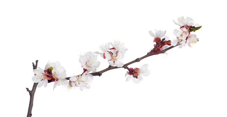 white isolated sakura blooms