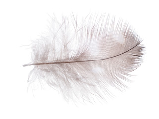 light brown feather in spots