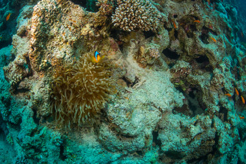 Clownfish
