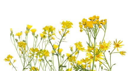 group of wild yellow flowers isolated on white