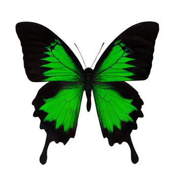 single bright green butterfly