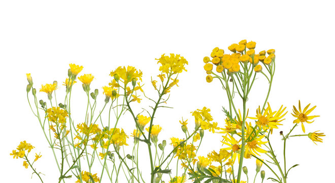 Fototapeta group of wild yellow flowers isolated on white