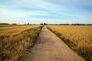 Fototapeta na wymiar country road in paddy field