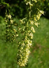 Sycamore maple tree with yelow flowers