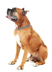 Cute dog isolated on white background