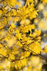 Blooming Forsythia, Spring background with yellow flowers tree branches