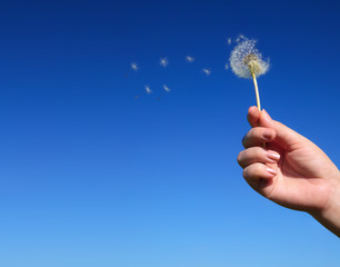 Dandelion spreading seeds in female hand on background of blue s