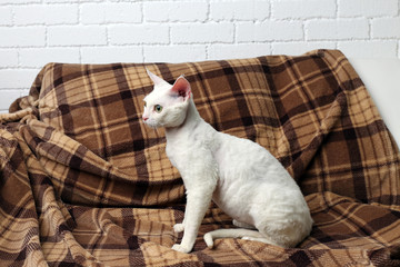 Beautiful white cat on plaid