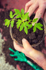 Elderly woman planting fresh tomato seedling, hands detail, homegrown vegetables concept