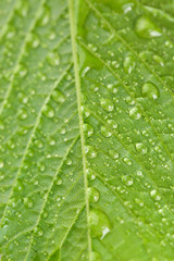Beautiful green leaf with water drops close up