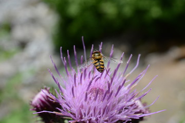 ape su cardo 2
