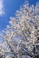 blossom tree V
