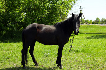 Beautiful dark horse grazing over green grass background