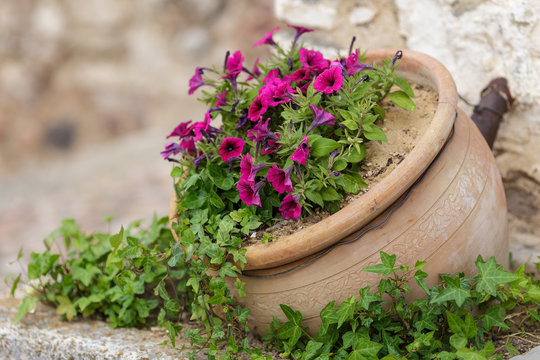 Macetero de barro con flores violetas