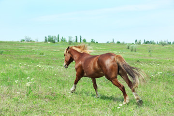 Obraz premium Beautiful brown horse grazing on meadow