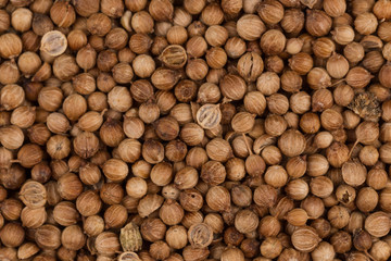 Close up of dried coriander seeds