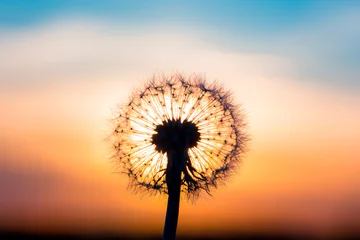 Photo sur Plexiglas Dent de lion Fleur de pissenlit avec coucher de soleil