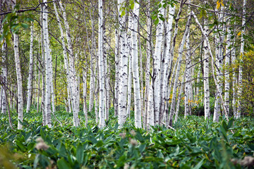 夏の白樺並木／北海道のサホロの並木道