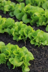 Organic salad farming