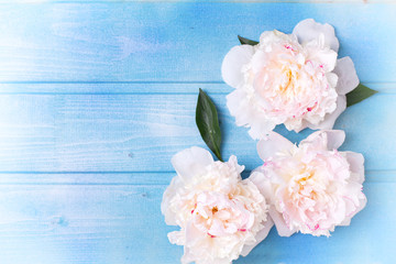 Splendid white peonies  flowers on blue painted wooden planks.