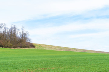 Field with young crops, landscape agricultural background