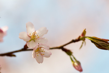 Oriental cherry sakura branch with two pink flowers