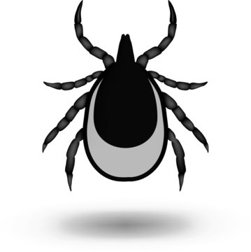 black tick insect isolated white background clip art preview