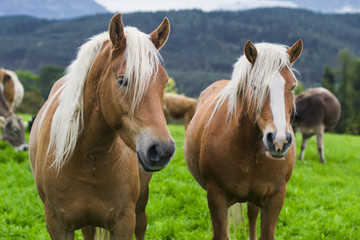 Obraz na płótnie Canvas horses in an Alpine meadow, Italy
