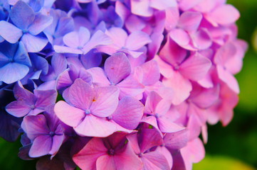 鎌倉の明月院で有名な紫陽花