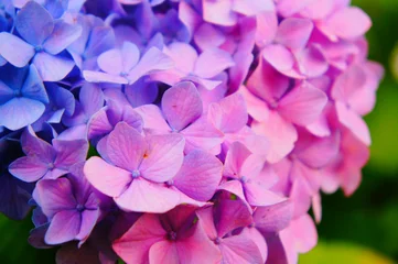 Crédence de cuisine en verre imprimé Hortensia 鎌倉の明月院で有名な紫陽花