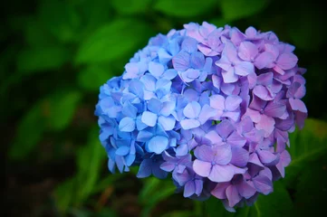 Photo sur Aluminium Hortensia 鎌倉の明月院で有名な紫陽花