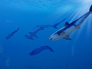 Sharks and fishes swimming in the sea.