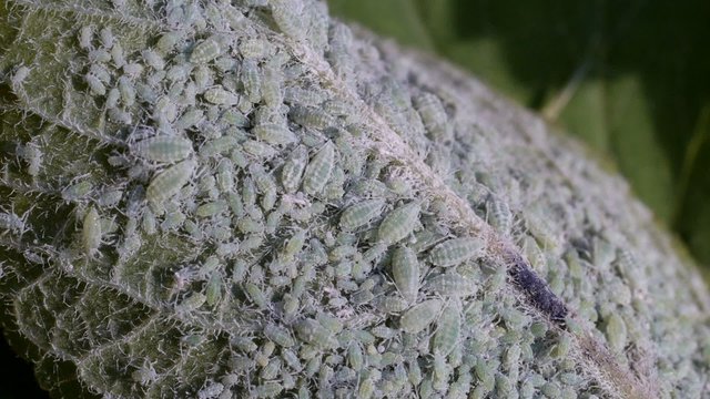 video shows a colony of mealy plum aphid ( Hyalopterus pruni) sucking on a leaf