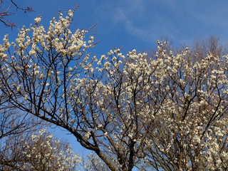 梅の花　雪月花