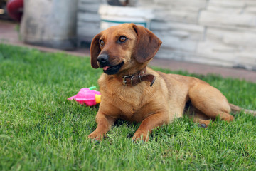 young brown dachshund on the lawn