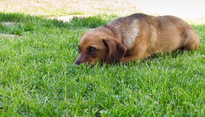 young brown dachshund on the lawn