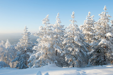 Trees under snow (Abzakovo, Urals, Russia)