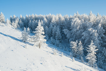 Trees under snow (Abzakovo, Urals, Russia)
