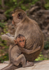 Little baby monkeys hugging her mother.