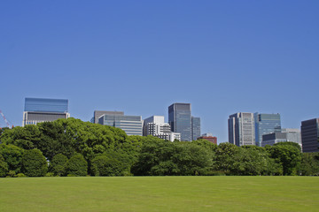 Fototapeta premium 都会の緑